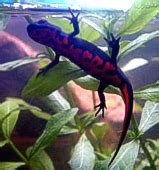 Salamander Newts Fire Bellied Salamander For Sale Adoption From Rizal