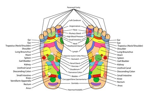 The Key Of Your Body Stands Right Under Your Feet Reflexology Spa Malaysia Baliayu Spa
