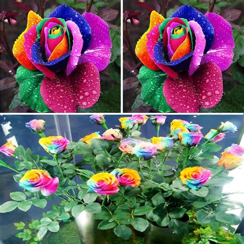 New Beautiful 500pcs Colorful Rainbow Rose Flower Seeds Yard Garden