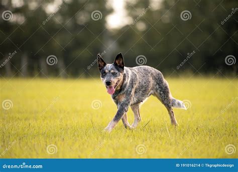 Australian Cattle Dog Blue Heeler With Perfect Markings Stock Photo