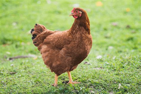 Rhode Island Red Chicken Breed Information Somerzby
