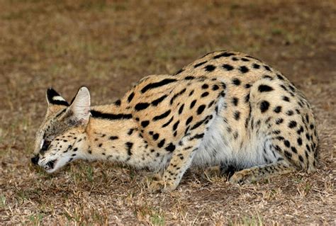 South Africas Four Small Wild Cats Where To See Them