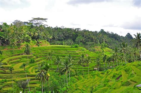 1 Bali Rice Fields Kstati Russian American News And Views