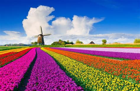Holland Tulips And Windmill Flowers Tulips Spring Sky Field