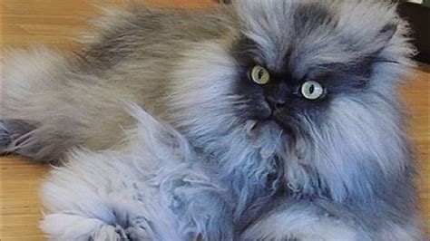 Famous Internet Cats You Should Know And Love Abc7 Los Angeles