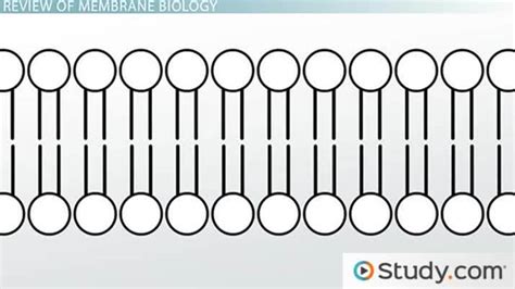 Gate channels i only know of four, but here it goes: Membrane Proteins: Functions, Types & Structure - Video ...