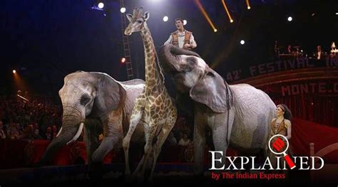 Paris Bans Wild Animals From Circuses Heres What This
