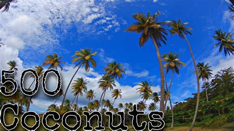 500 coconuts 🥥🌴 fpv freestyle youtube