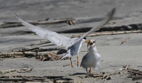 Give Beach Nesting Birds Their Space The Covington News
