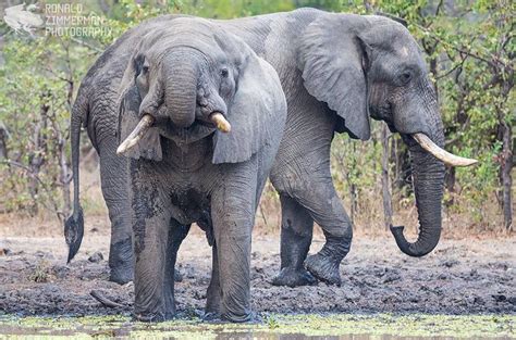 Pin By Louaboone On Animals Male Elephant African Bush Elephant