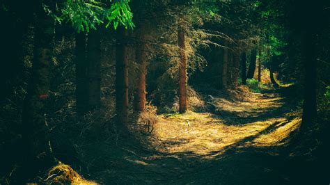 Free Images Tree Nature Forest Path Wilderness Night Sunlight