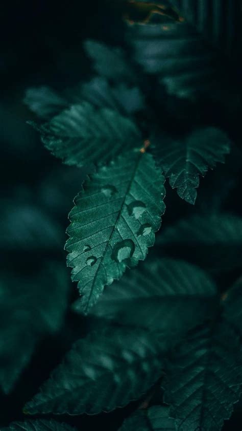 Nature Dark Green Aesthetic Dark Leaves Aesthetic Hd Phone