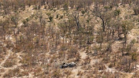 Dozens Of Elephant Carcasses Found In Botswana Revealing Unprecedented Levels Of Poaching