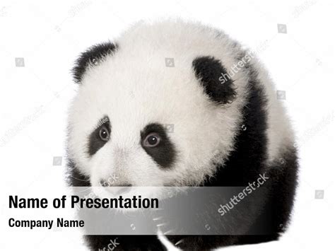 Baby Giant Panda Powerpoint Template Baby Giant Panda Powerpoint