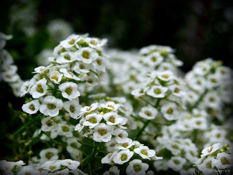 Alyssum Snow Crystal Trinh Nguyen Flickr