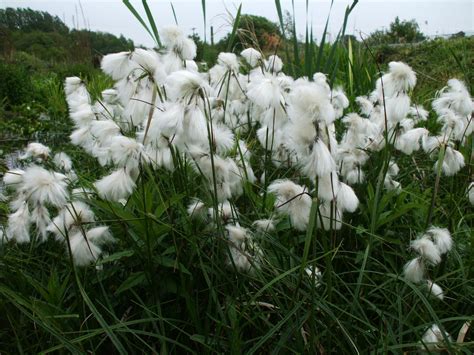 Cotton Grass Eriophorum Pond Plant Marginal Plant Bog Water Plant Ebay