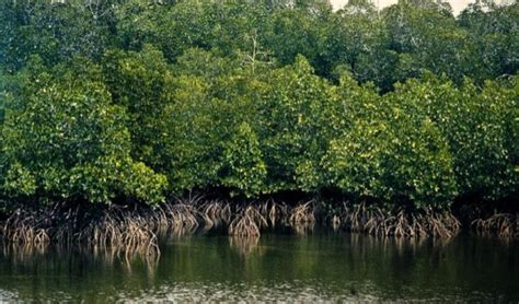 Surabaya Pelopori Konservasi Mangrove Asia Tenggara Kjpl Indonesia