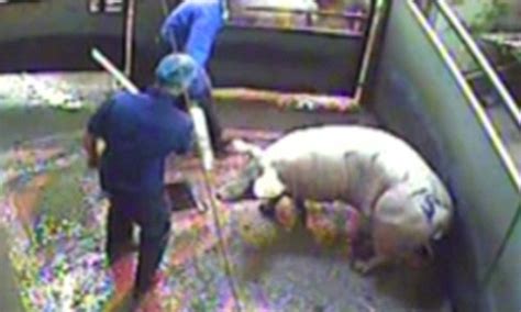 Report Reveals Shocking Levels Of Animal Cruelty In Slaughterhouses In