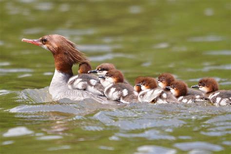 Common Merganser Audubon Field Guide