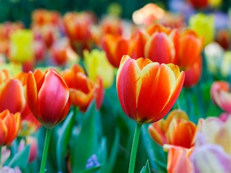 Significado Del Color De Los Tulipanes
