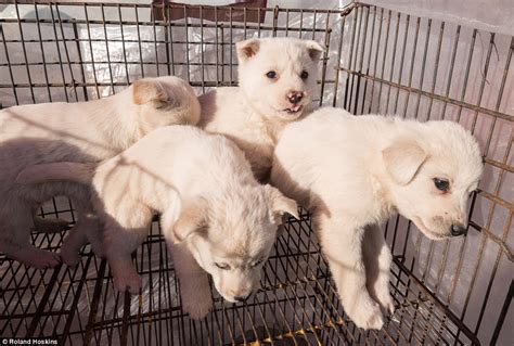 South Korea Dog Meat Trade Olympics Dont Want Seen Daily Mail Online