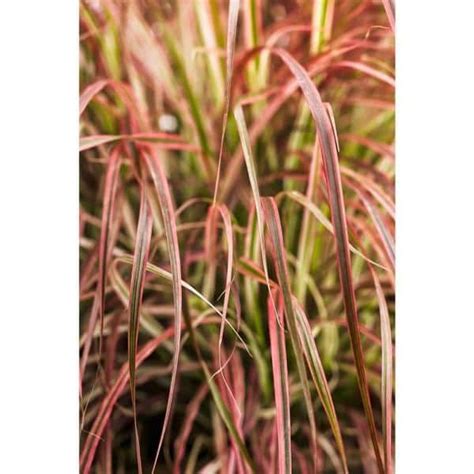 Proven Winners In Qt Graceful Grasses Fireworks Variegated Red