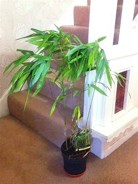 Large Traditional Evergreen House Plants In Pot Bamboo Uk