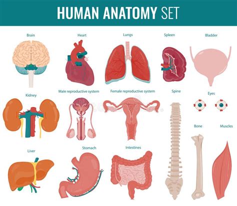 Human Internal Organs Anatomy Set Vector Stock Vector Illustration
