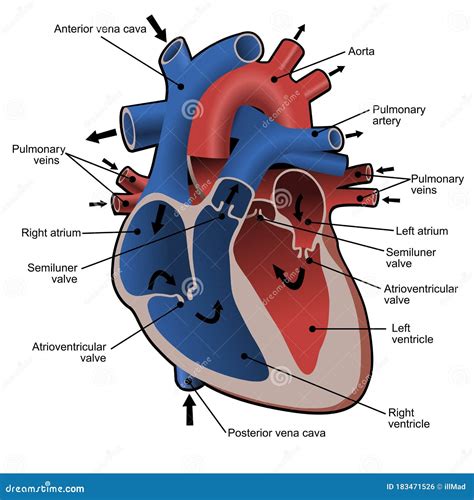 Circulation Of Blood Through The Heart Cross Sectional Diagram Of The