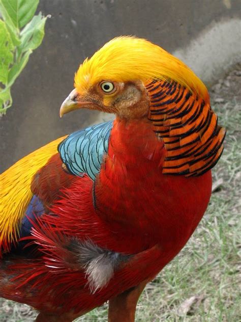We did not find results for: Colorful Pheasant Bird Images - XciteFun.net