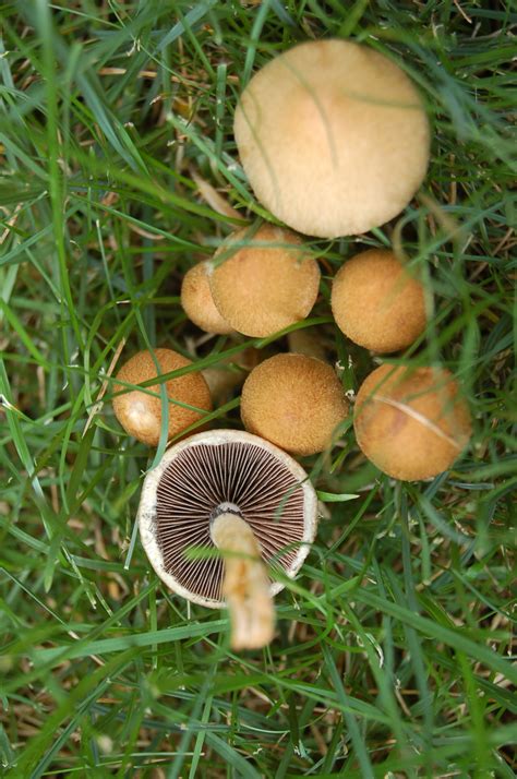 Nh Notes A Diverse Array Of Mushrooms In The Backyard