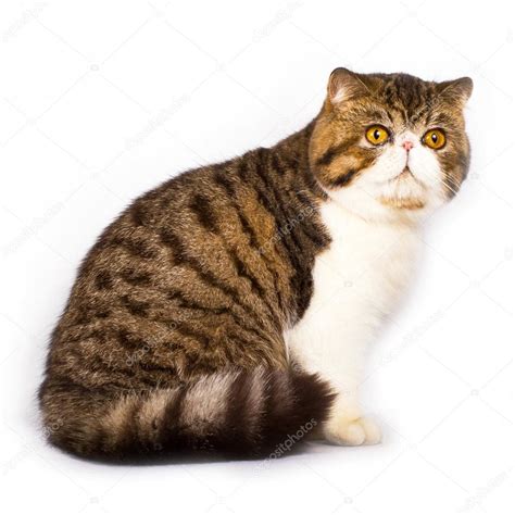 Exotic Shorthair Cat Color Brown Tabby — Stock Photo