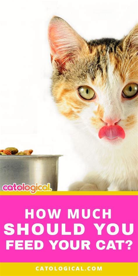 How much to feed a cat is its own topic of concern. How Much Should I Feed My Cat? The Cat Feeding Guide | Cat ...