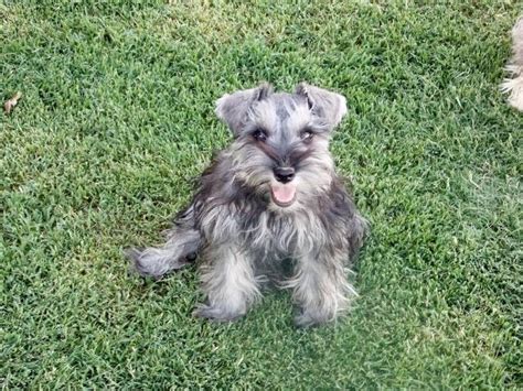 These energetic, lovable mini schnauzer puppies are intelligent dogs that like plenty of exercise. AKC Miniature Schnauzer Puppies! San Tan Valley for Sale in Queen Creek, Arizona Classified ...