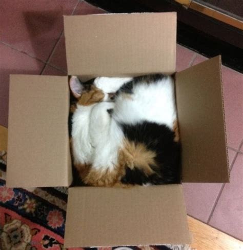 16 Cute Pictures Of Cats In Boxes Cat Box Cute Cats Cats And Kittens