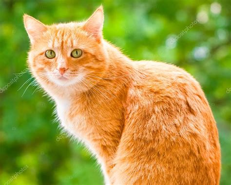 Light Ginger Cat With Green Eyes