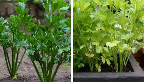 How To Grow Celery At Your Edible Garden