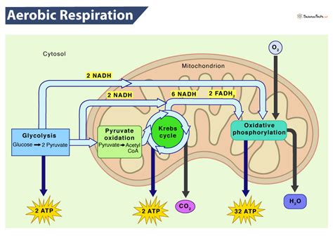Aerobic Respiration In Plants