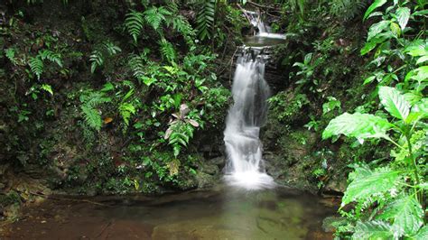 Check spelling or type a new query. Walk in Santa Elena Cloud Forest Reserve - FIND My Costa Rica