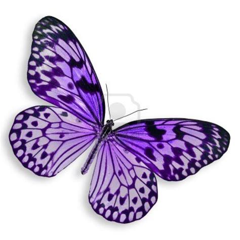 Collection Of Purple Butterfly Clipart Free Download Best Purple