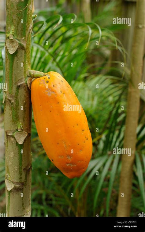 Red Papaya On A Tree Stock Photo Alamy