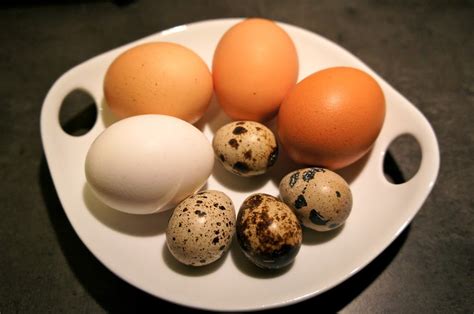 VideoMag229 Oeuf de caille le meilleur pour votre santé