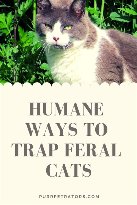 How To Catch Feral Kittens Without Trap Pets And Animal Educations
