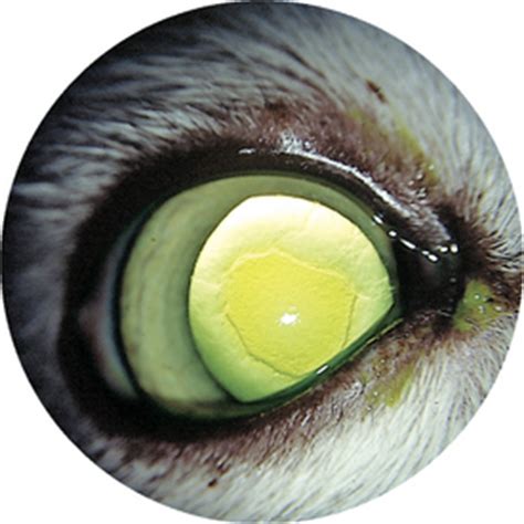 A corneal ulcer is an open sore that forms on the cornea. Cornea | Veterian Key
