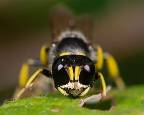 Digger Wasp Control Animal Control Specialists