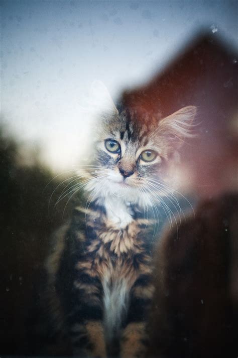 Cat Photography Animals Fluffy Hipster Indie Cats Howliing