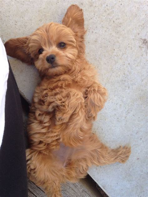 They have low shedding, a sweet, round face with floppy ears. Best 226 I want a Cavoodle! images on Pinterest | Animals ...