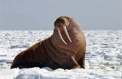 Thousands Of Pacific Walruses Herd Up On Alaska Coast Again Cbc News