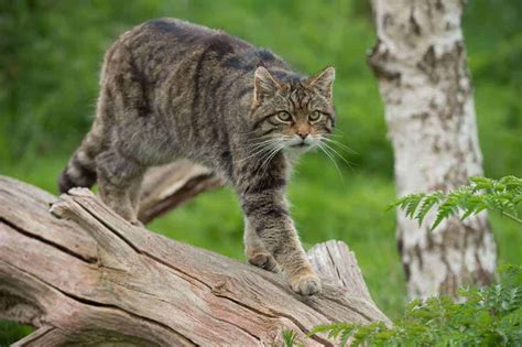 Persian cat lifespan is anecdotally given as being from 8 to 11 years old. Wild Cat Facts, Types, Classification, Lifespan, Habitat, Diet