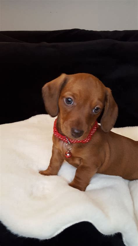 If you are looking to adopt or purchase a dachshund, have dachshund related training or behavior questions, or need to place your dachshund, we may be able to. Smooth Haired Miniature Dachshund Puppies | Stockport, Greater Manchester | Pets4Homes